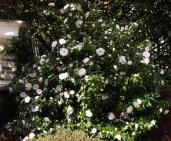 camelia-4-blog (1)